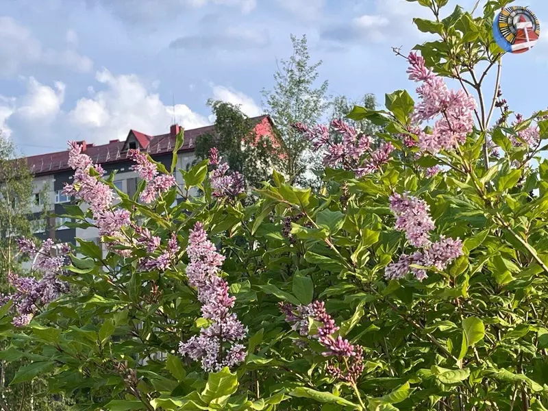 Фото 61 для публикации «Ноябрьск 50 часть 1»