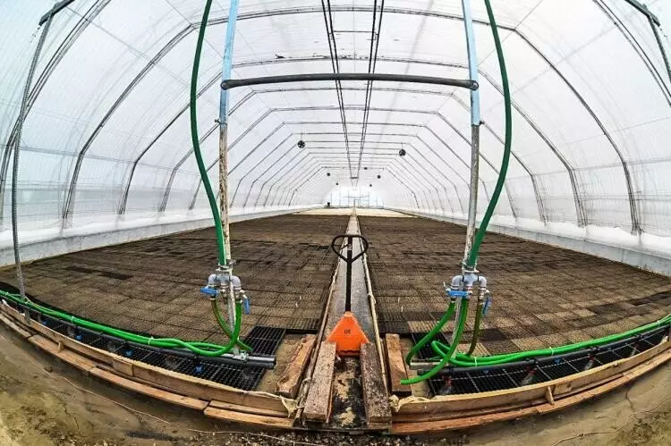 Иллюстрация 7 для «Тюменское предприятие запустило линию по посадке семян хвойных деревьев»