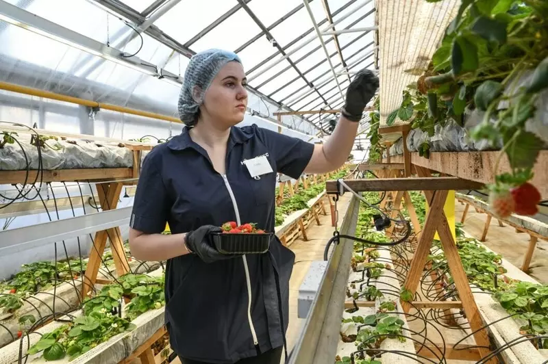 Картинка 21 для «Тюменское импортозамещение часть 6»