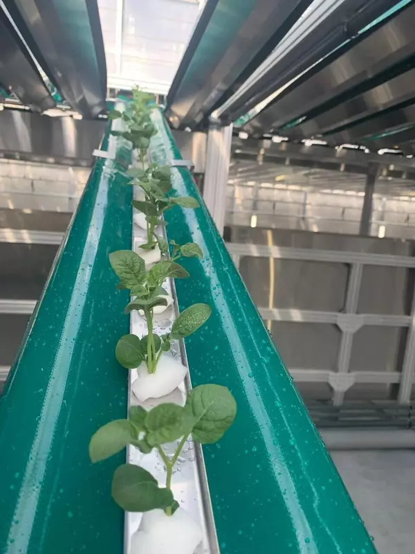 Изображение №2 для поста «семеноводство: В Дмитровском округе Подмосковья открылся тепличный комплекс по выращиванию клубней картофеля»