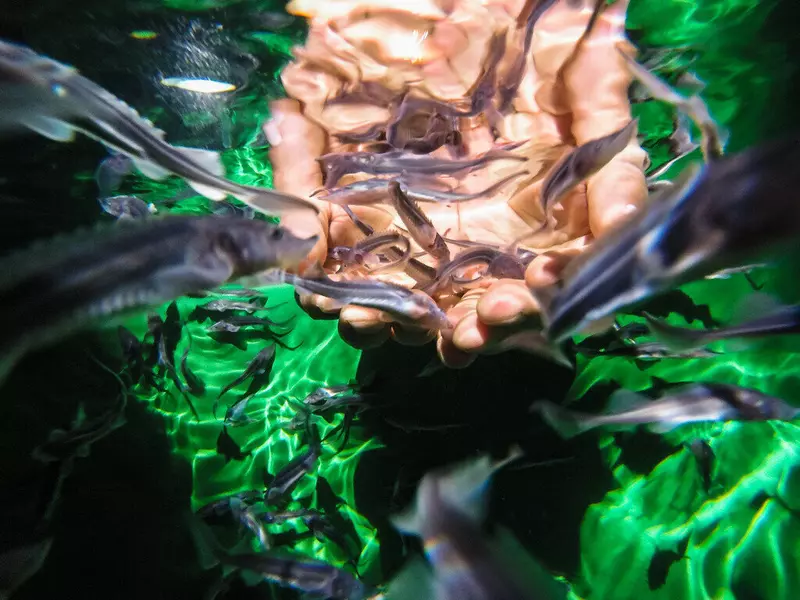 Газпром нефть восполняет популяцию краснокнижного осетра в реках Западной Сибири