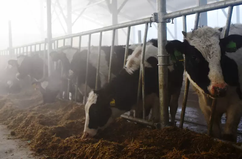 Новый телятник открылся в Чувашии на предприятии Родина