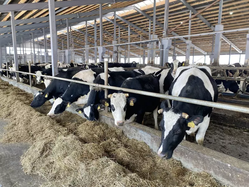 Производство молока на ферме в Гаврилов Ямском округе выросло на 30 благодаря модернизации