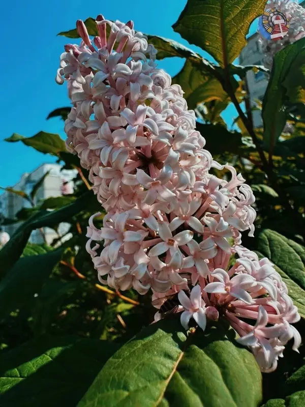 Фото №46 для «Ямальский меридиан 14»