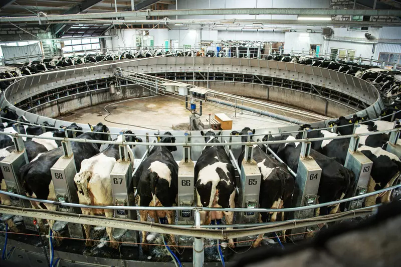 Картинка №2 для поста «производство молока: ЭкоНива ввела в эксплуатацию крупный животноводческий комплекс в Татарстане»