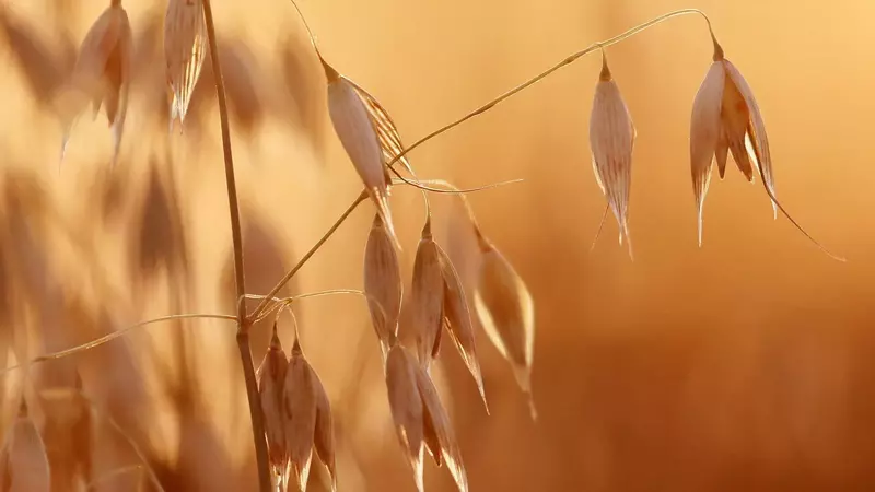 В России создали стимулятор роста растений повышающий урожай в 1 5 раза