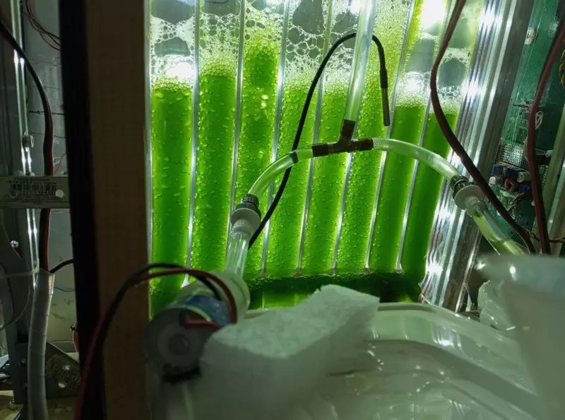 Изображение №2 для публикации «НИОКРы: Российский фотобиореактор для Луны и Марса в разы продуктивнее мировых аналогов»