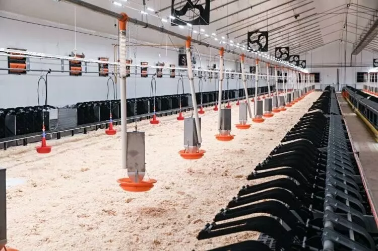 Иллюстрация 6 для публикации «В Тюменской области запустили блок родительского стада племенного репродуктора индейки»