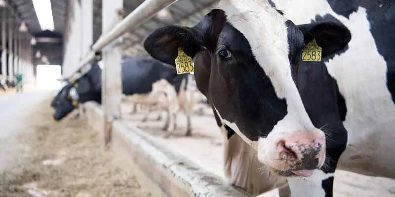 Производство компонентов для системы контроля за здоровьем крупного рогатого скота