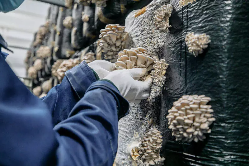 Фото 1 для новости «Новые и модернизированные предприятия агропрома: Сибирский мицелий открылось в Подмосковье в рамках программы импортозамещения»