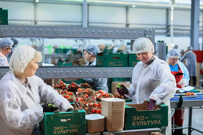 Иллюстрация #4 для статьи «сельское хозяйство: В Московской области запущена первая очередь крупного тепличного комплекса»