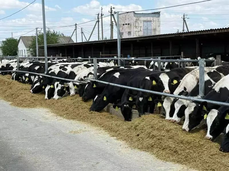 4 для публикации «Крым: В Крыму открылась новая ферма по разведению КРС»