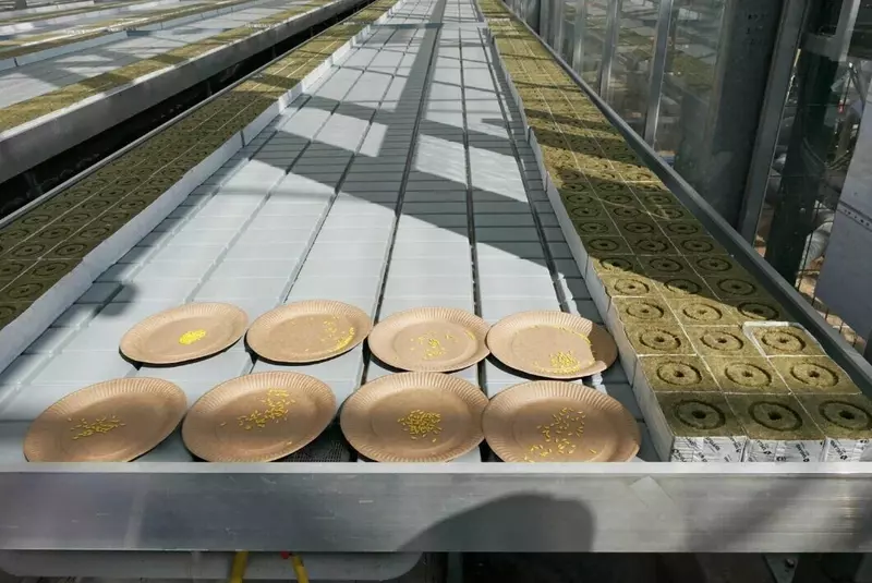 Изображение #2 для статьи «Воронежская область: В Воронежской области запущен новый тепличный комплекс»