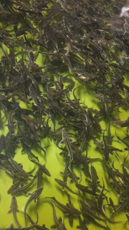 Фото №2 для поста «Рыбоводство: Азово Черноморский бассейновый филиал организовал два выпуска молоди русского осетра»