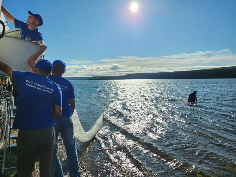 Иллюстрация №2 для «Рыбоводство: Пополнение рек Сибири и Таймыра»