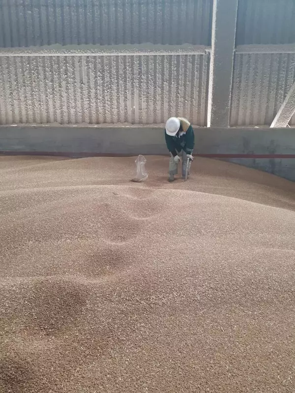 Из Калининградской области в ОАЭ отгружено 5 2 тысячи тонн продовольственной пшеницы