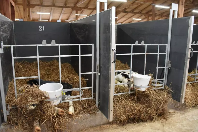 Изображение #4 для статьи «В Архангельской области открыт новый телятник»