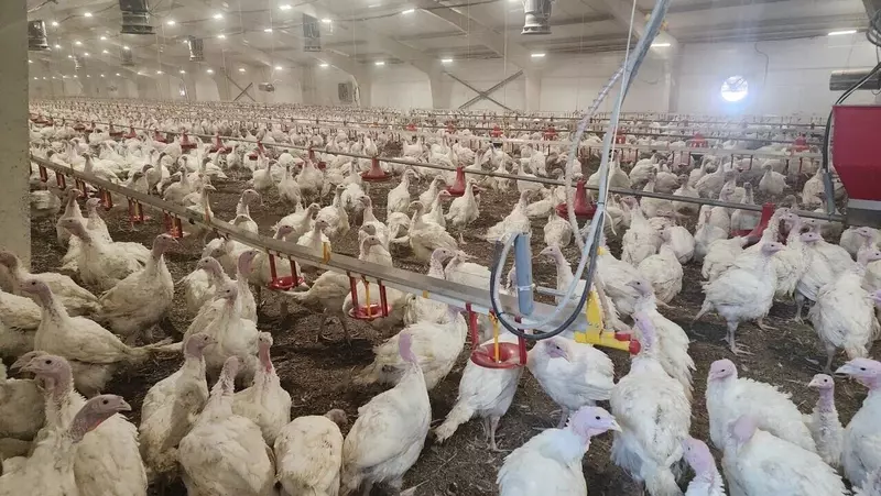 В результате модернизации птицефабрик производство индейки в Московской области выросло на 40