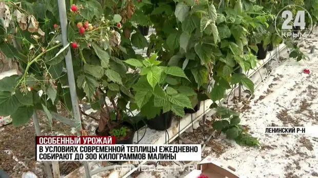 sdelanounas.ru