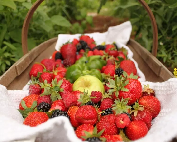 Изображение 1 для «Агропром и пищевая промышленность: В 2022 году урожай фруктов и ягод на Кубани вырос почти на 40»