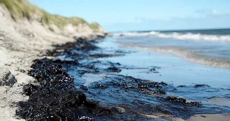 Бактерии против нефти в Анапе тестируют уникальный способ очистки побережья