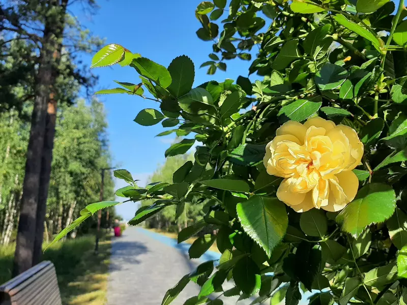 В "Ноябрьск-парке" (фото автора)