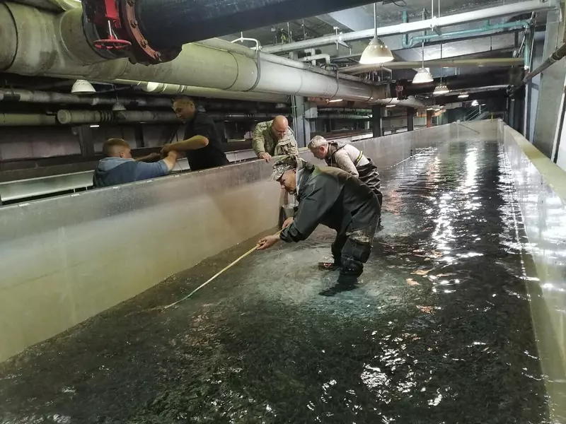 Иллюстрация #2 для поста «Рыбоводство: Предприятия Магаданской области пополнили рыбные запасы в целях компенсации ущерба в 2023 году»