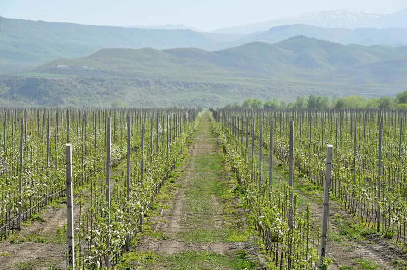 Фото #1 для статьи «Статистика: Дагестан в 1 4 раза перевыполнил план по закладке новых садов в 2024 году»