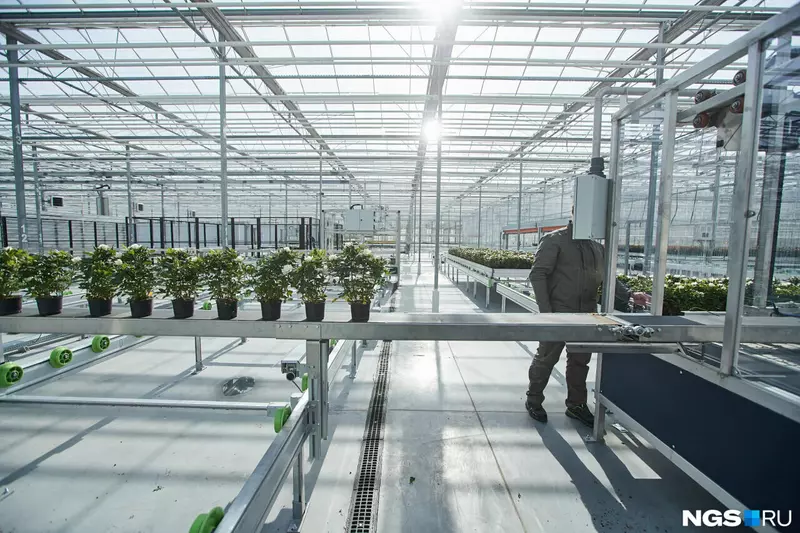 Фото #2 для публикации «тепличный комплекс: Под Новосибирском открыли роботизированный комплекс по выращиванию роз»