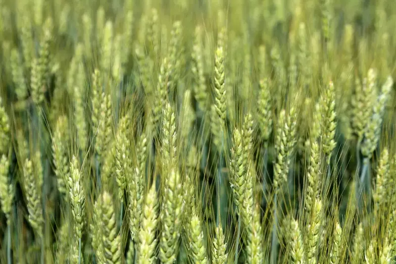 В России улучшили технологию производства кормов