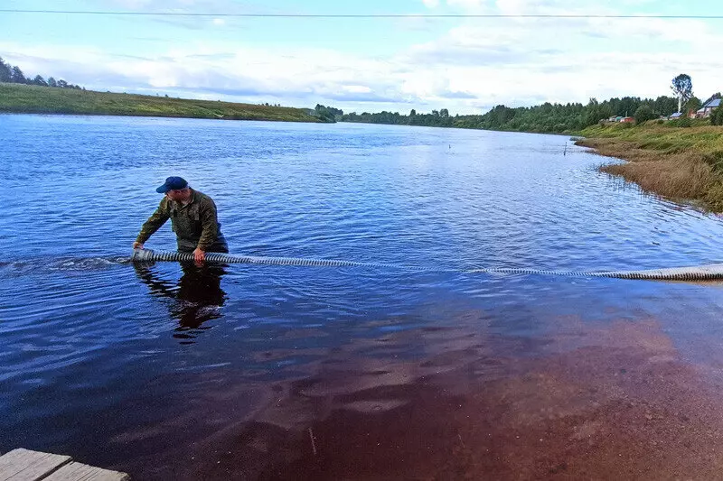 Архангельский филиал Росморпорта организовал выпуск молоди семги в реку Онега