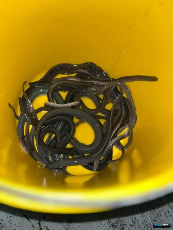 Калининградский залив принял молодых угрей