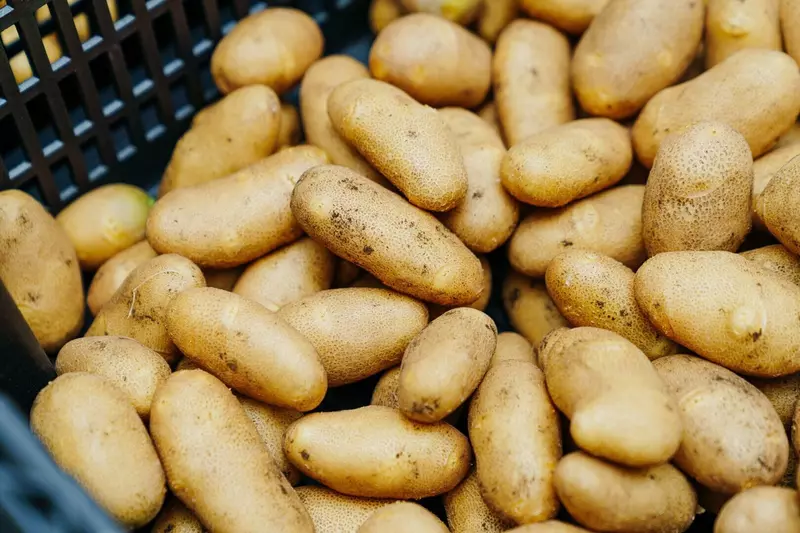 Собран первый урожай мини клубней для производства картофеля фри