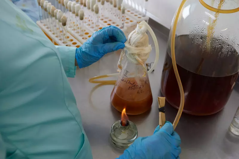 Иллюстрация #3 для статьи «Компонент-Лактис: Фабрика иммунитет»