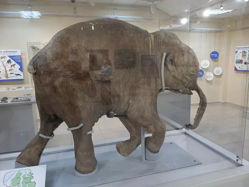 «40 000 лет и зим. Долгий сон мамонтенка Любы» (фото автора)