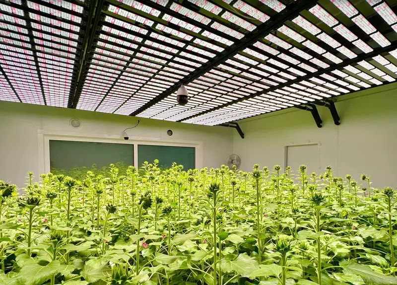 В Курчатовском геномном центре разработали установку для ускоренного развития растений