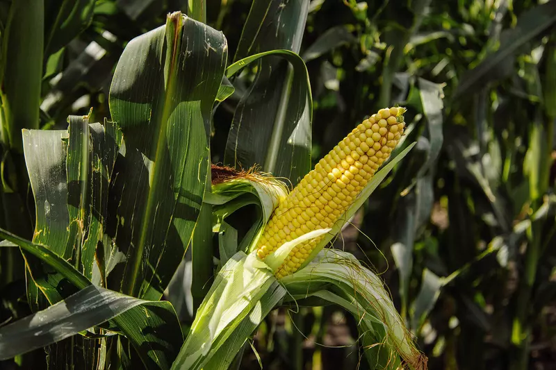 Иллюстрация №2 для поста «Мираторг: Мираторг готов засеять 40 площадей агрохолдинга для кукурузы семенами собственной селекции»