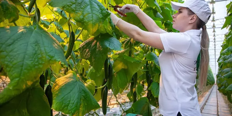 Картинка #1 для статьи «Агропром и пищевая промышленность: Тепличный комплекс Тульский возобновил круглогодичную работу»