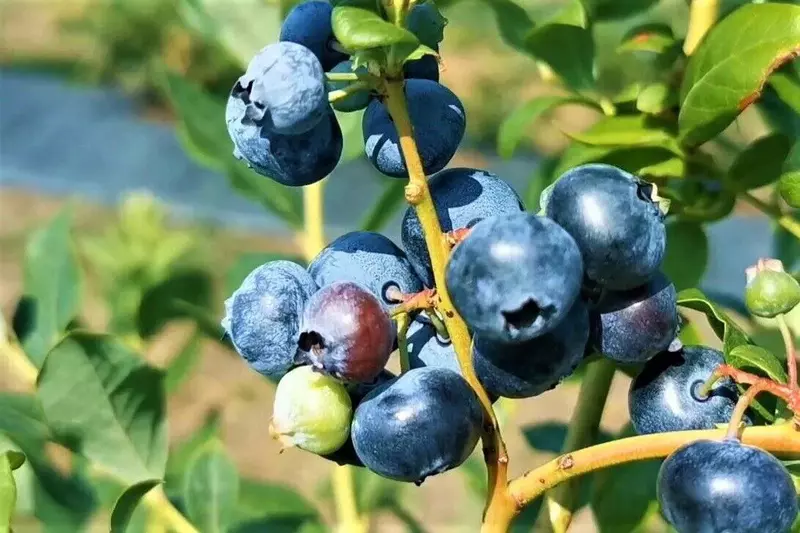 Кубанский предприниматель открыл ягодную ферму благодаря гранту