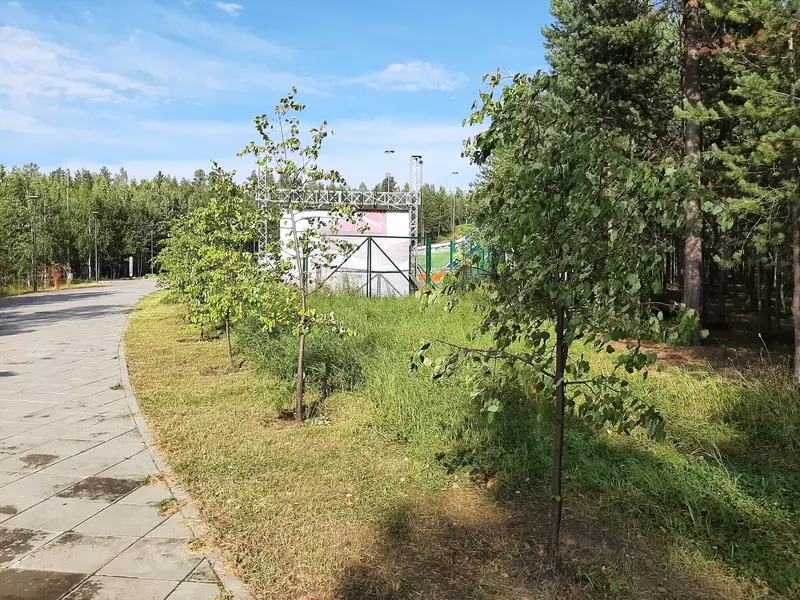 Липы в "Ноябрьск-парке" (фото автора)