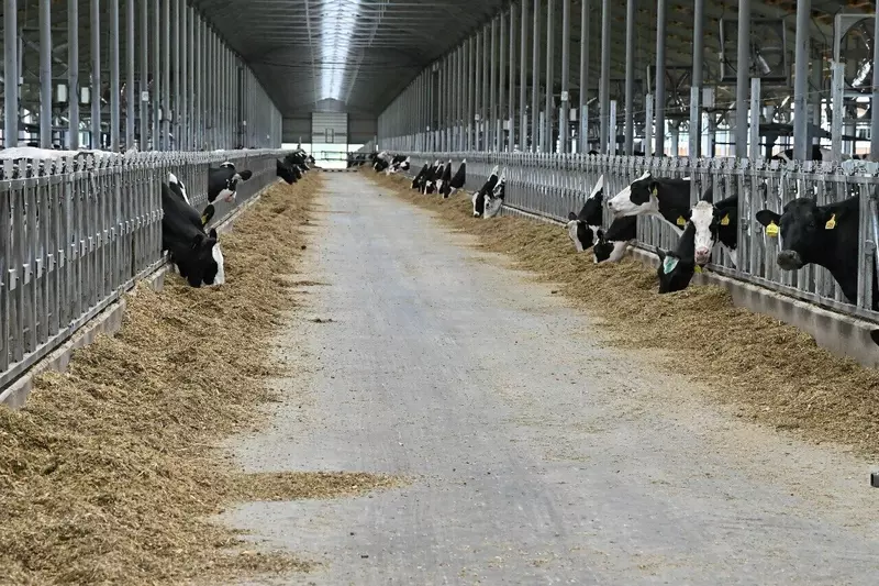 Иллюстрация №2 для поста «Калужская область: Новый животноводческий комплекс на 3550 коров и 4630 молодняка открыли в Калужской области»