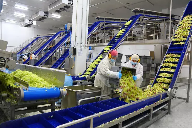 Комплекс по выращиванию и переработке салатов запустили на Кубани