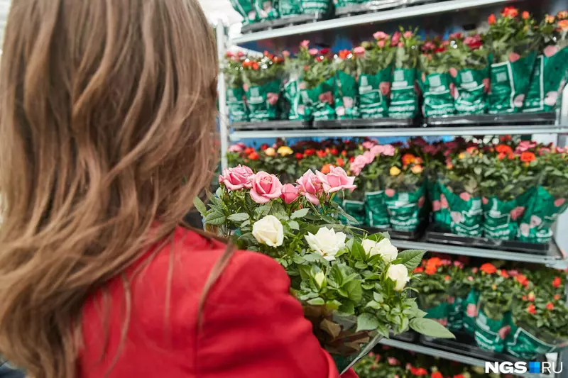 Картинка 6 для «Под Новосибирском открыли роботизированный комплекс по выращиванию роз»