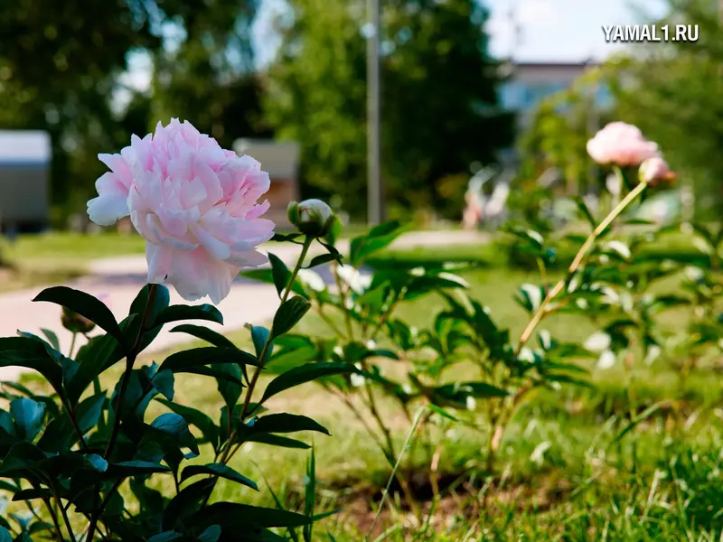 Картинка №50 для поста «Ямальский меридиан 14»