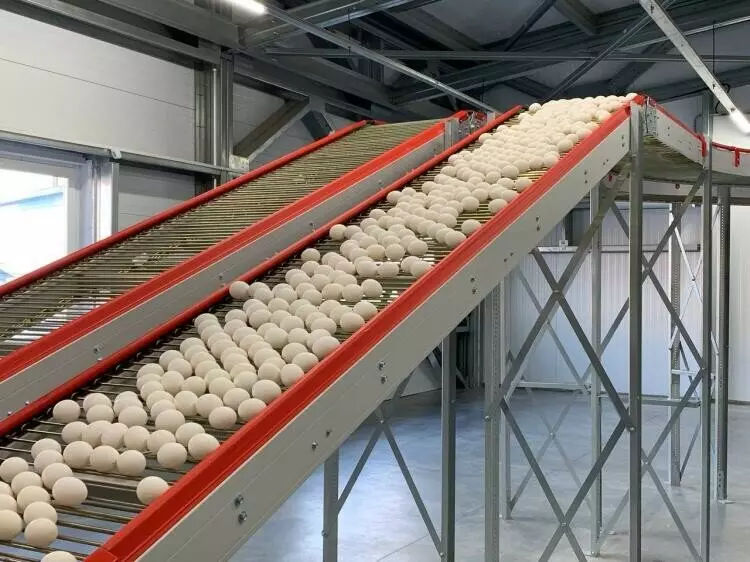 Иллюстрация 5 для поста «На тюменской птицефабрике Пышминская завершён один из этапов реконструкции»