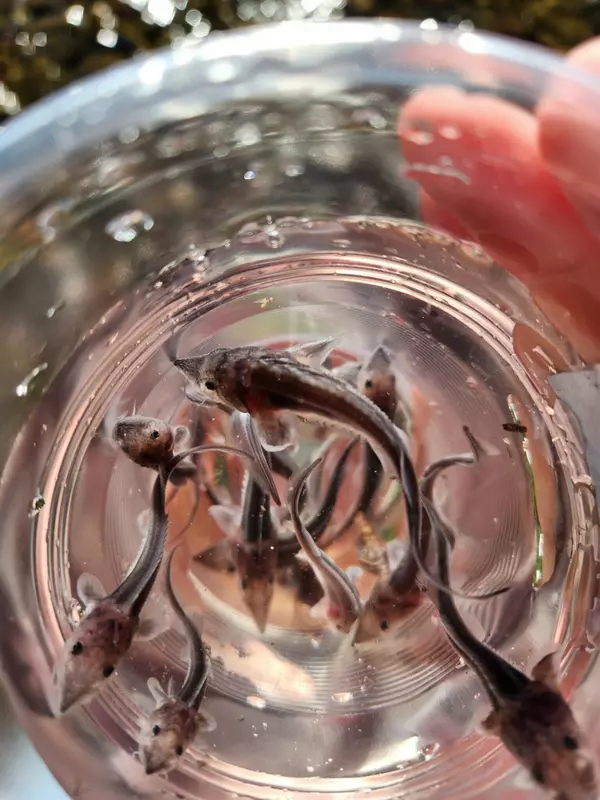 Фото 3 для публикации «Экология: Пополнение рек Сибири и Таймыра»