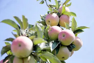 В 2023 году российские аграрии предварительно собрали порядка 1 75 млн тонн плодов и ягод