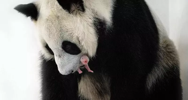 Первый в истории России детеныш большой панды родился в Московском зоопарке