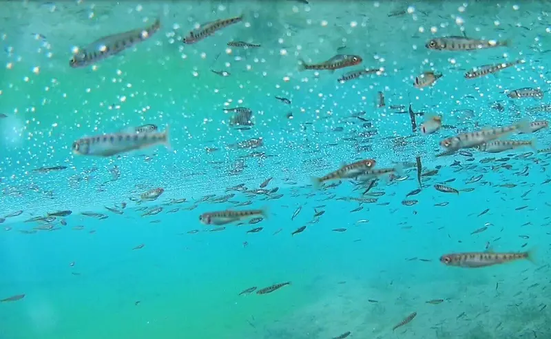 Энергетики Владивостокской ТЭЦ 2 организовали зарыбление реки на юге Приморья