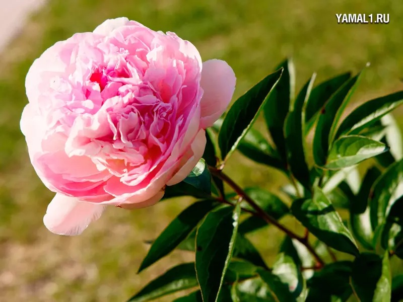 Фото 51 для поста «Ямальский меридиан 14»